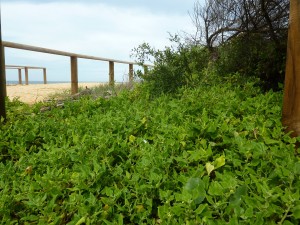 Beach warrigal greens