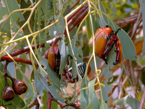 Christmas Beetles munching on Eucalyptus leaves