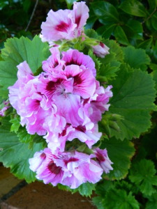 Geraniums grow easily from cuttings