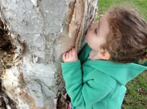 Paperbark trees are great for kids