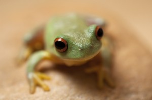 Frogs can help control pests in the garden