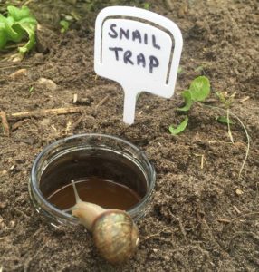 Vegemite Snail Trap