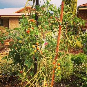Cherry Tomatoes are great to eat straight off the bush