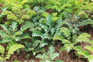 Kale is a great vegie for kids to grow