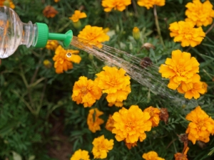 Bottle Top Waterer