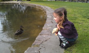 Ducks in the pond