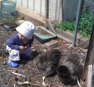 Bantam chicken for kids