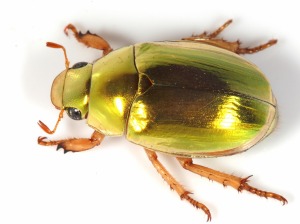 Christmas Beetle