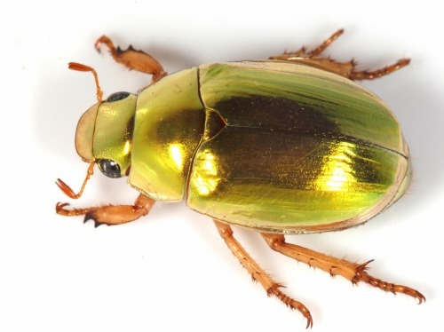 Where have all the Christmas Beetles Gone? - Gardening 4 Kids