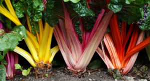 Gardening 4 Kids rainbow chard