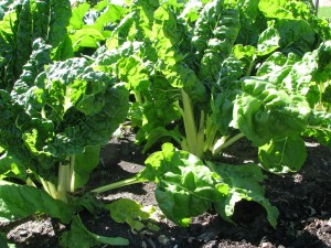 Kids gardening silverbeet spanakopita