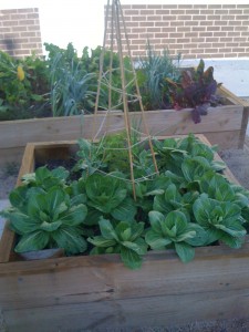 Gardening 4 Kids - Pak Choy Changs Noodle Salad