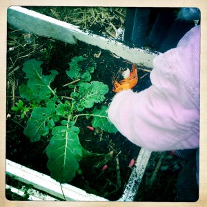 Gardening 4 Kids - winter gardening