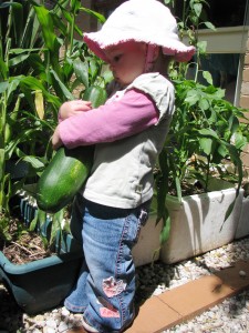 Zucchinis are often in abundance at this time of year