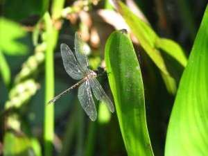 Dragonfly