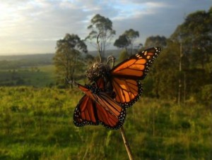 Junior Landcare Backyard photo of butterflies