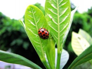 Ladybug