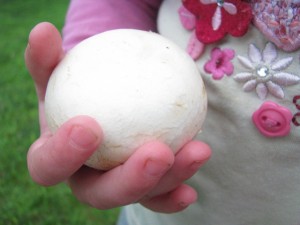 Gardening 4 Kids - vegie on view - mushrooms Mushrooms for kids