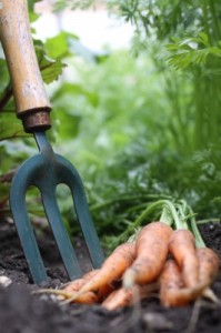 Practical skills for kids (3) Healthy Soil