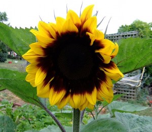 Summer is perfect for growing sunflowers