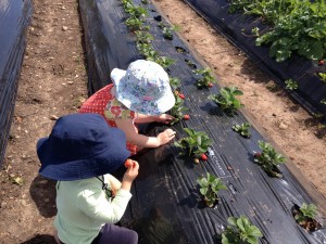 The Berry Patch in Turners Beach, Tasmania