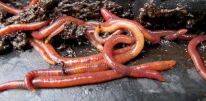 Worm farming for kids and gardens