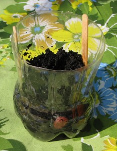 Broad bean seed activity Seed activity ready to go