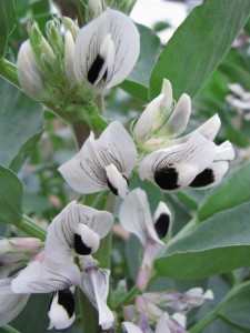 Gardening 4 Kids - Broad Beans Vegie on View - Broad Beans