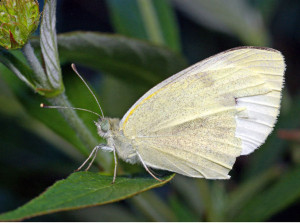 cabbage moth