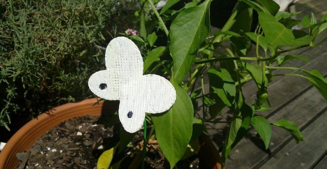 Cabbage Moths How To Keep Them Away From The Vegie Patch