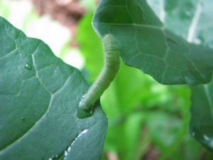 Kids love searching for caterpillars