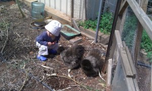 Chickens are great for kids' gardens