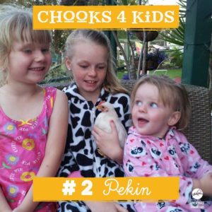 chooks-4-kids-2