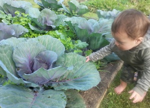 growing cabbage