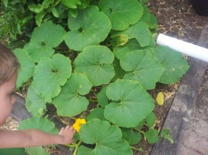 Pumpkins growing from our compost.