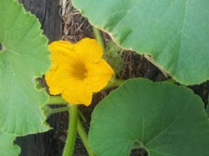 Learning lessons through gardening Gardening can teach powerful lessons