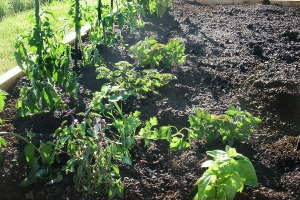 mackenzies garden 2