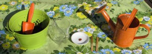 How do seeds grow activity Supplies needed for seed growing activity
