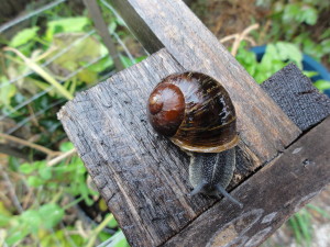 Kids find snails fascinat