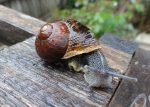 The soft part of a snail's body is called the foot