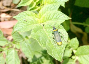 Soldier beetles in the garden Soldier beetle facts for kids