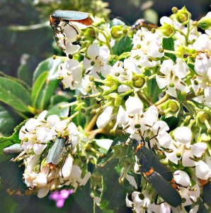 Soldier beetles swarm during their mating season