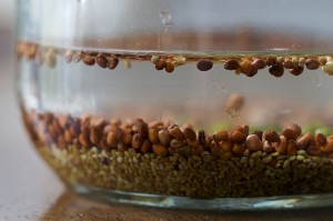 Gardening 4 Kids - sprouts