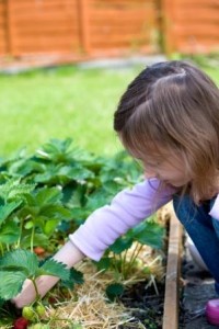 Kids love growing and picking strawberries